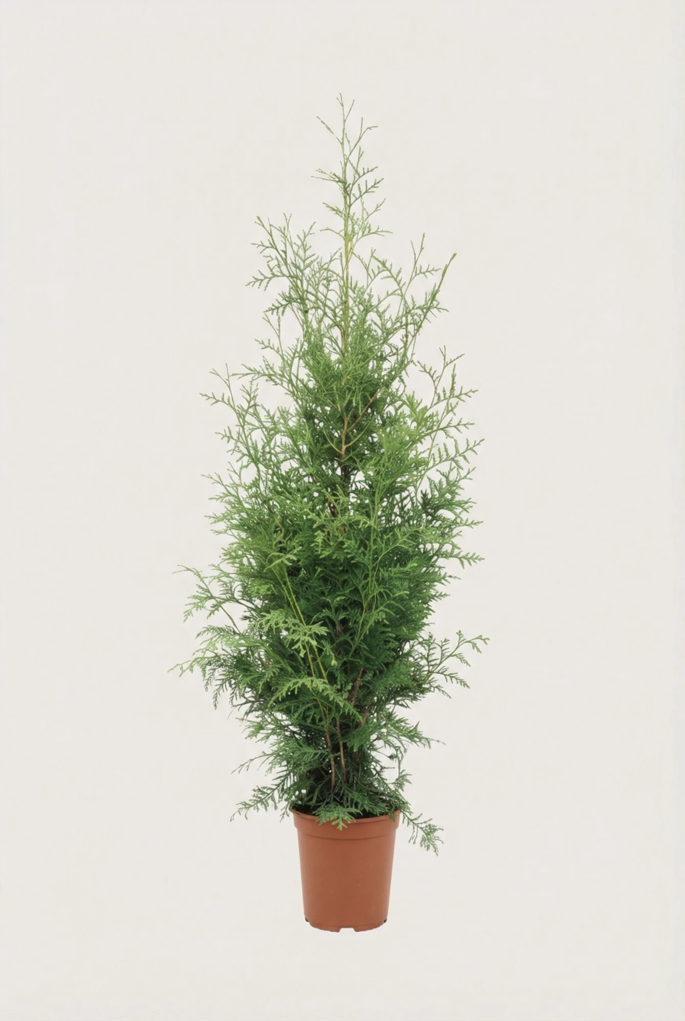 Thuja King of Brabant häck Budget Pack i kruka 60-100cm - Ger omedelbar insynsskydd