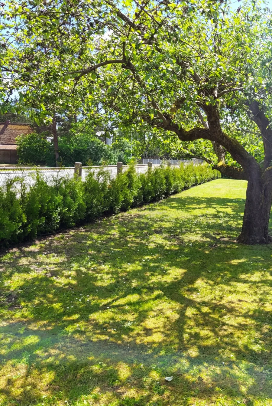 Thuja King of Brabant Kruka 100-140cm Genius Pack - Bild 3