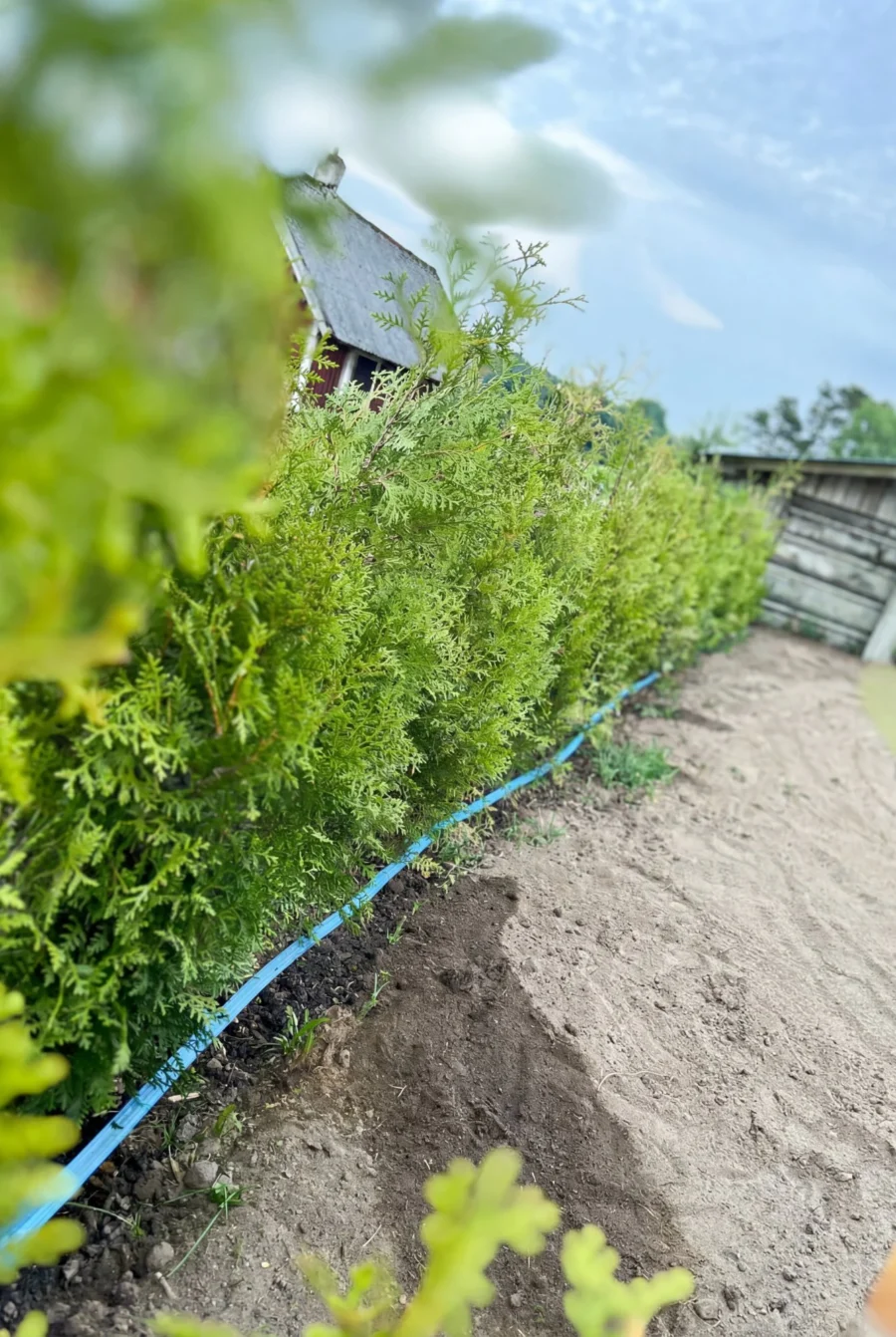 Thuja King of Brabant Kruka 180-220cm Genius Pack - Bild 3