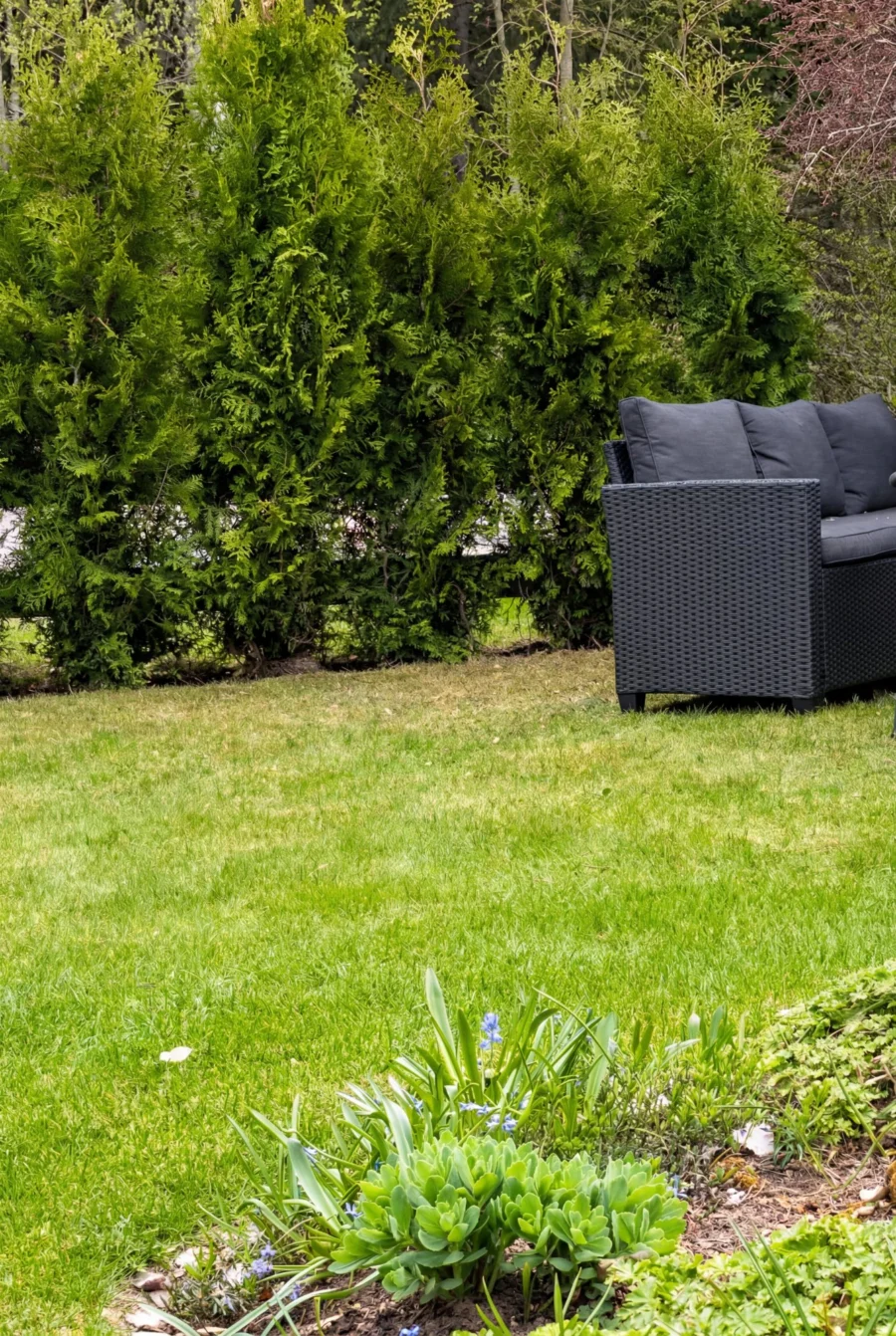 Thuja King of Brabant Kruka 220-260cm Genius Pack - Bild 3