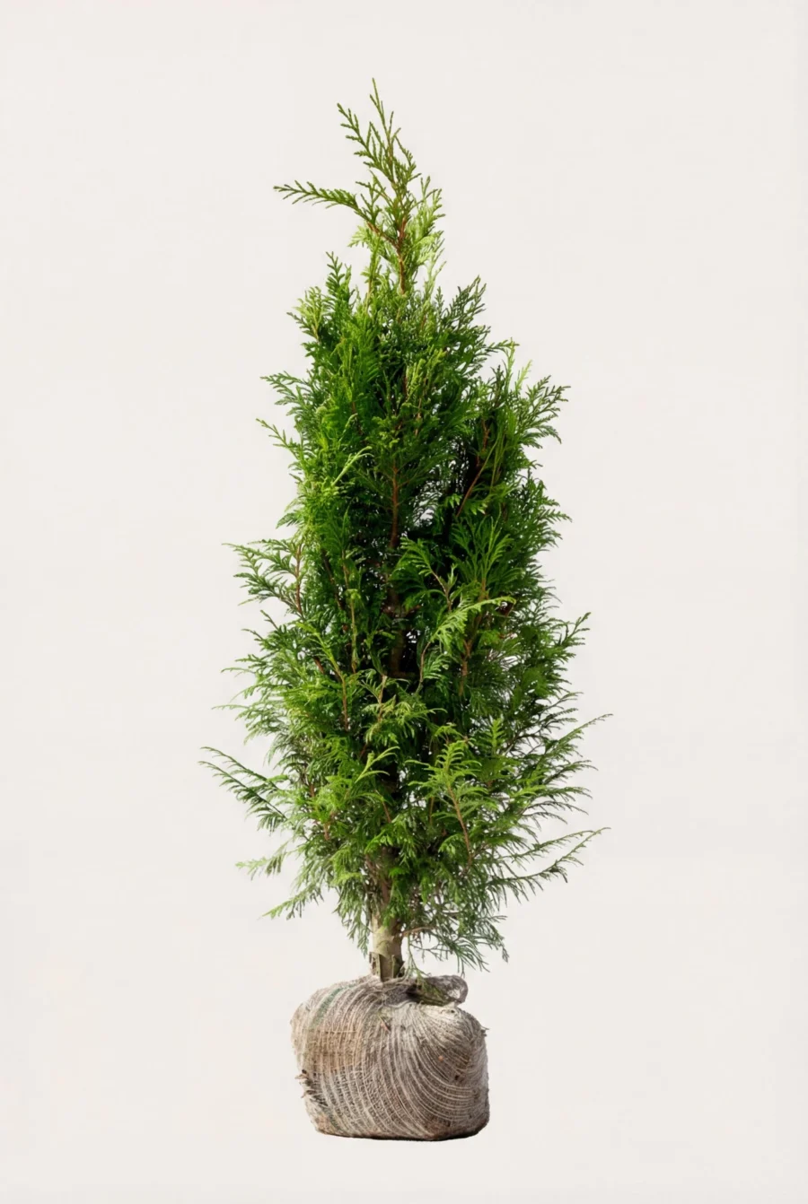 Jättetuja häck Budget Pack med rotklump 100-140cm - Ger omedelbar insynsskydd