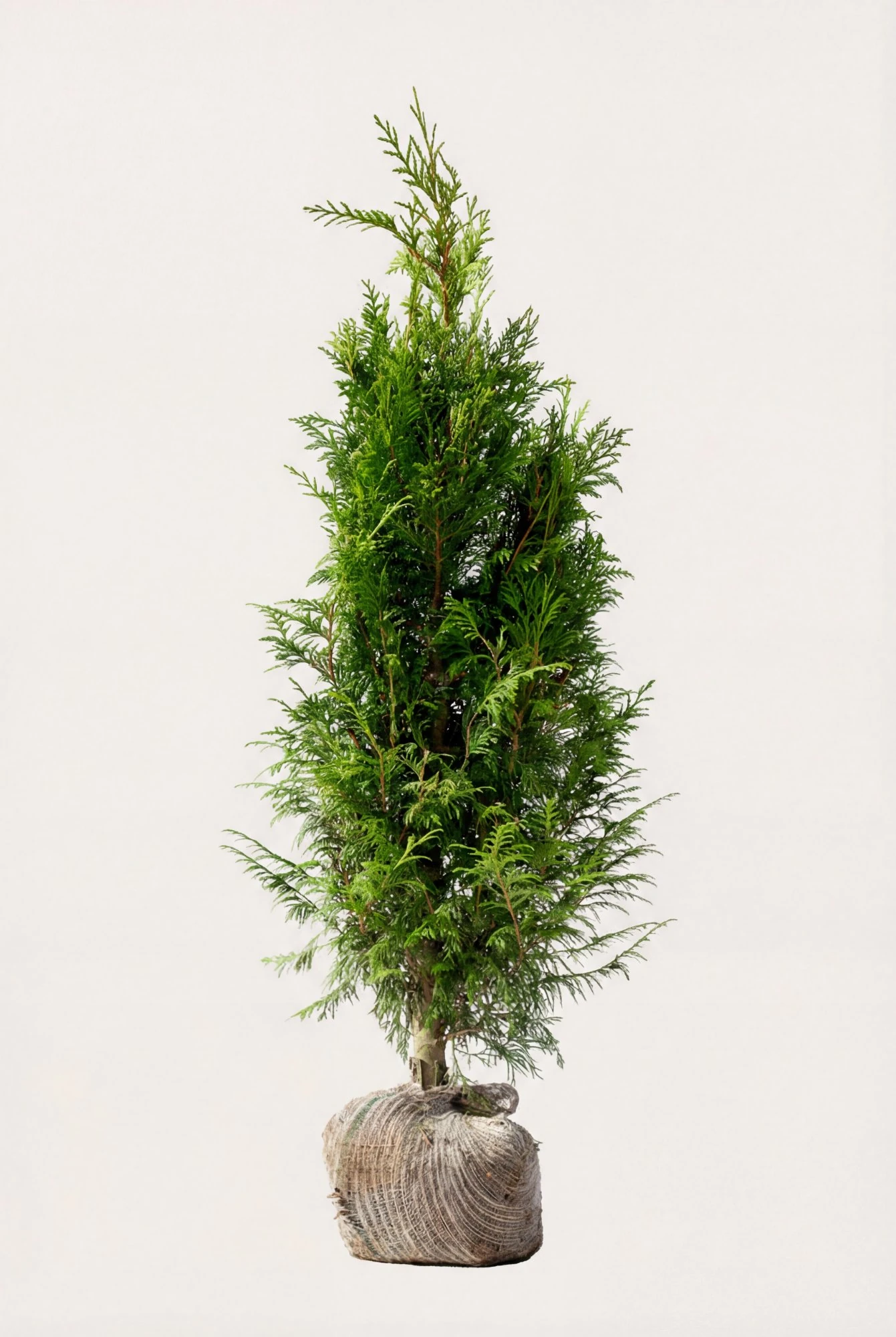 Jättetuja häck Budget Pack med rotklump 100-140cm - Ger omedelbar insynsskydd