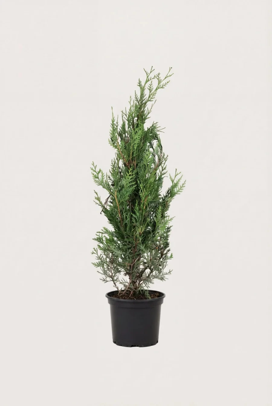 Jättetuja häck Budget Pack i kruka 60-100cm - Ger omedelbar insynsskydd