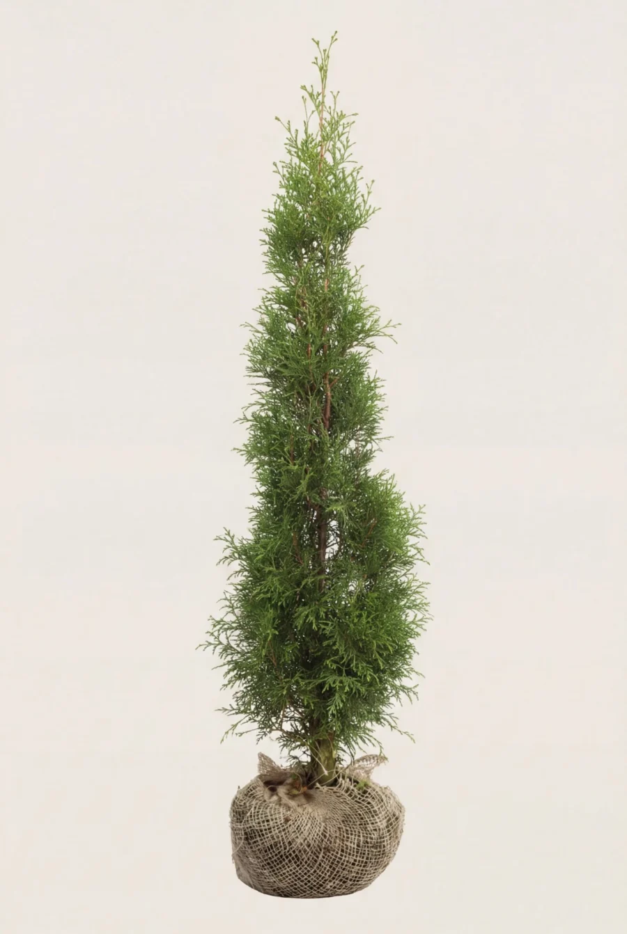 Thuja Smaragd häck Budget Pack med rotklump 100-140cm - Ger omedelbar insynsskydd