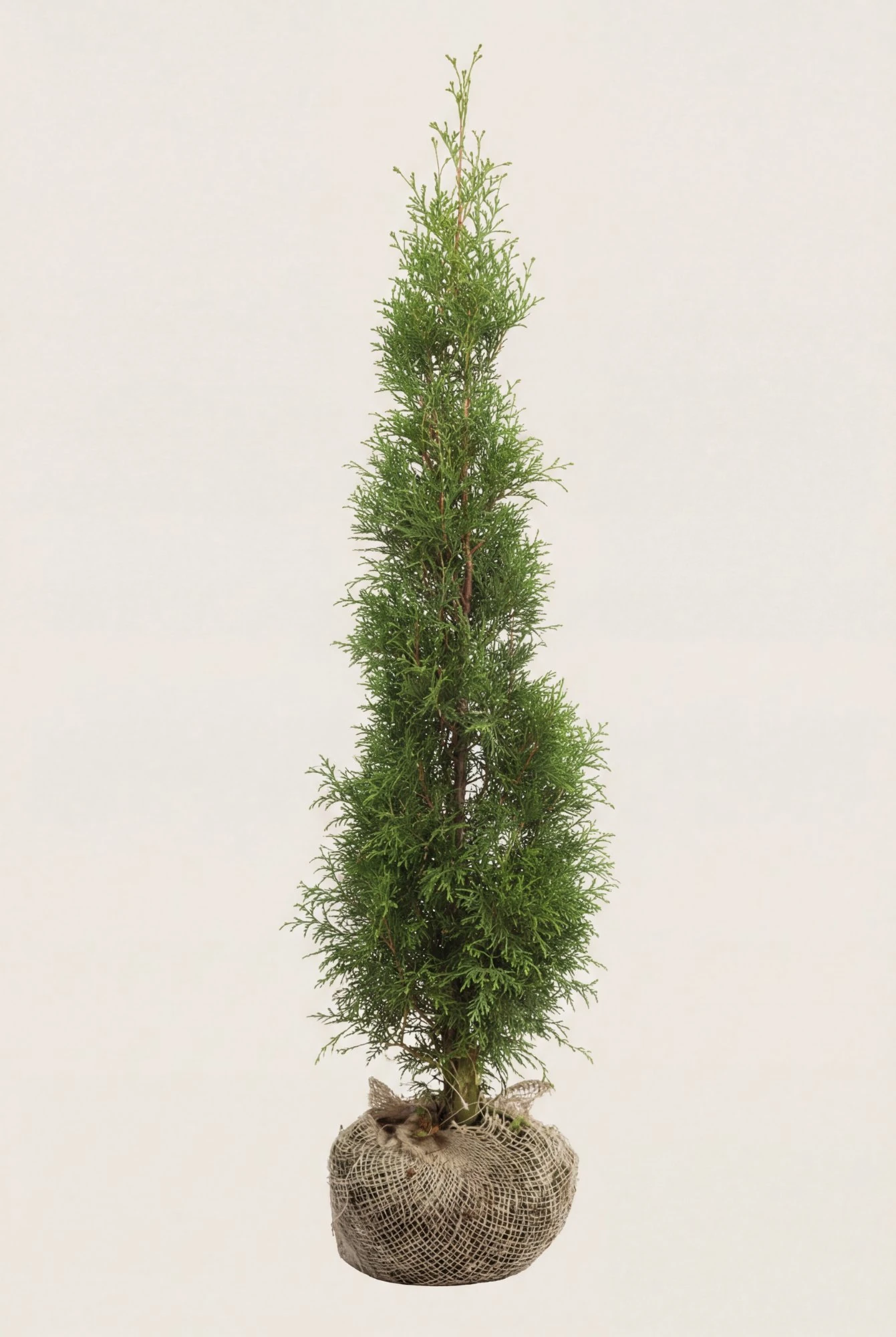 Thuja Smaragd häck Budget Pack med rotklump 100-140cm - Ger omedelbar insynsskydd