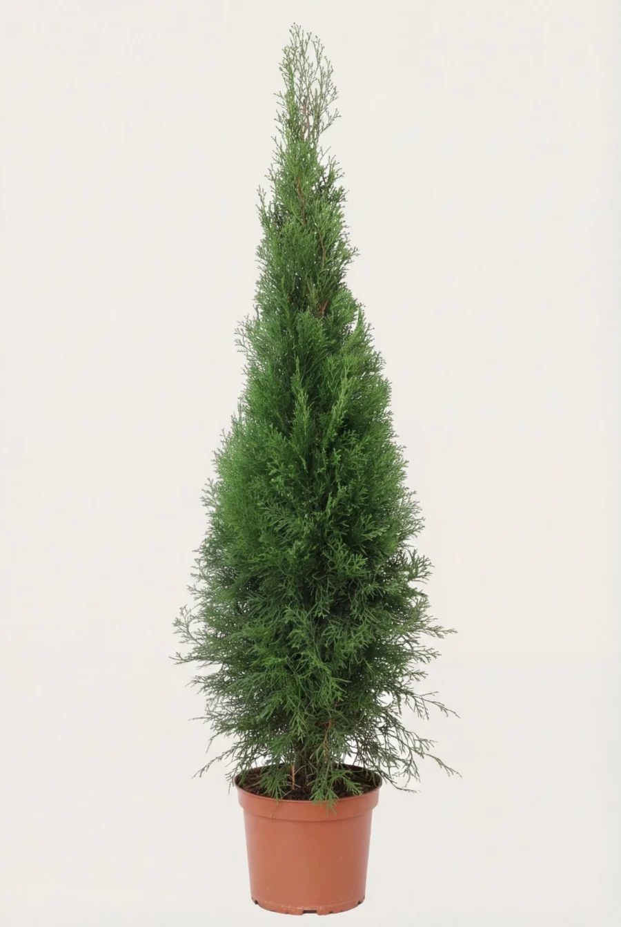 Thuja Smaragd häck Budget Pack i kruka 100-140cm - Ger omedelbar insynsskydd