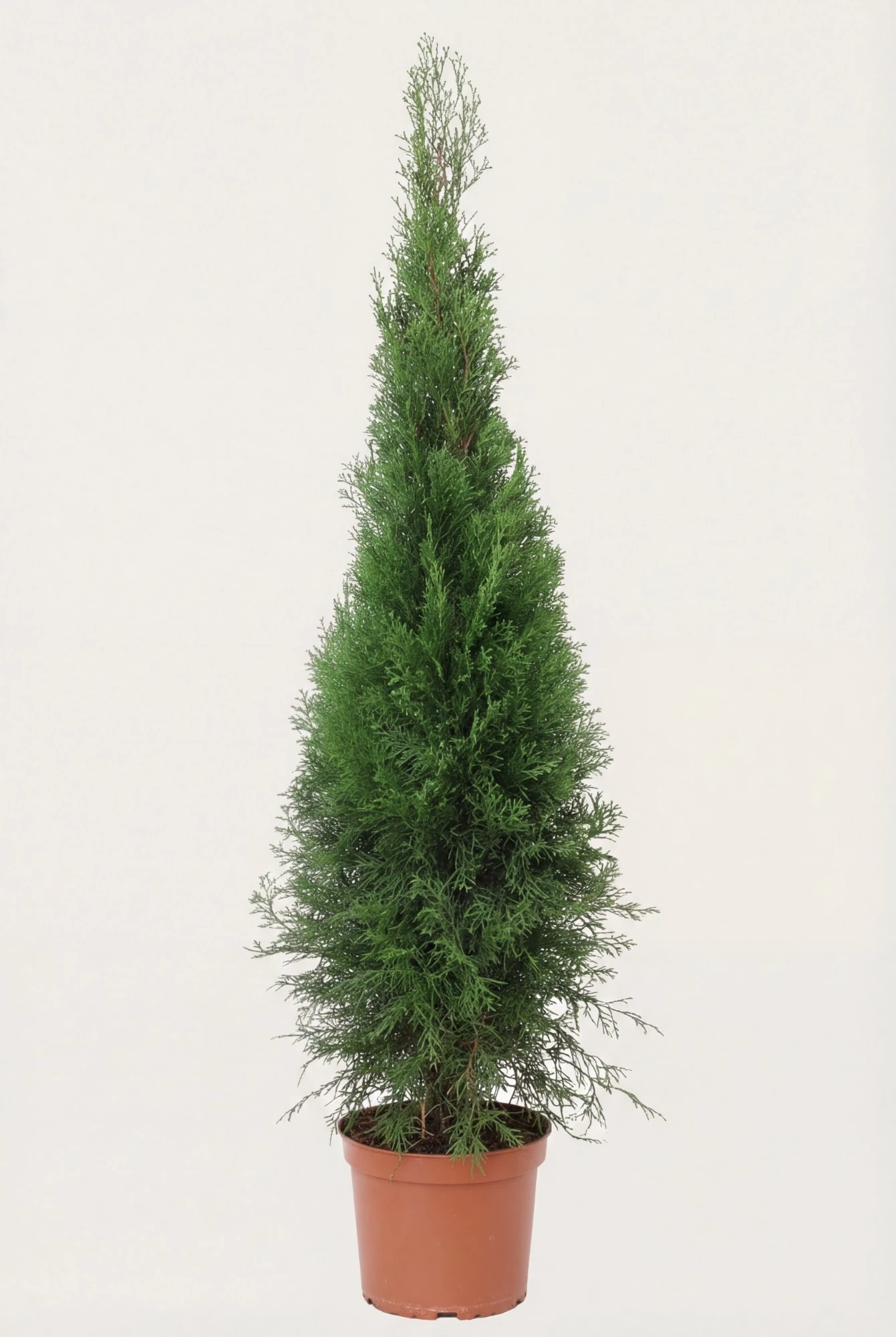 Thuja Smaragd häck Budget Pack i kruka 100-140cm - Ger omedelbar insynsskydd