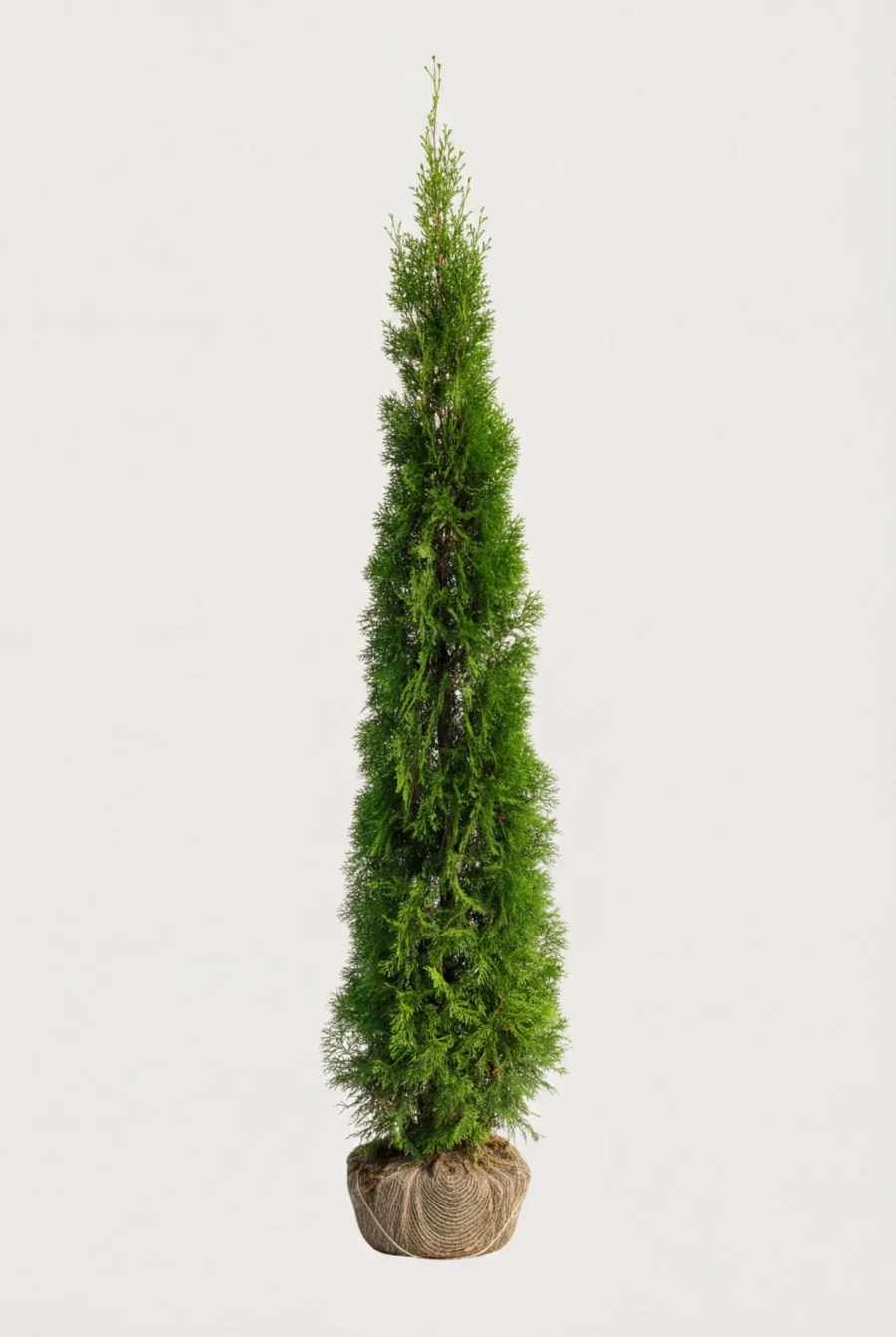 Thuja Smaragd häck Budget Pack med rotklump 180-220cm - Ger omedelbar insynsskydd