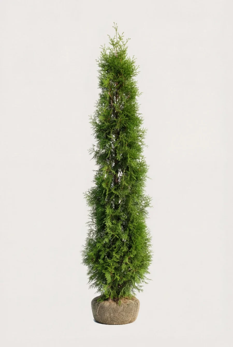 Thuja Smaragd häck Budget Pack med rotklump 220-260cm - Ger omedelbar insynsskydd