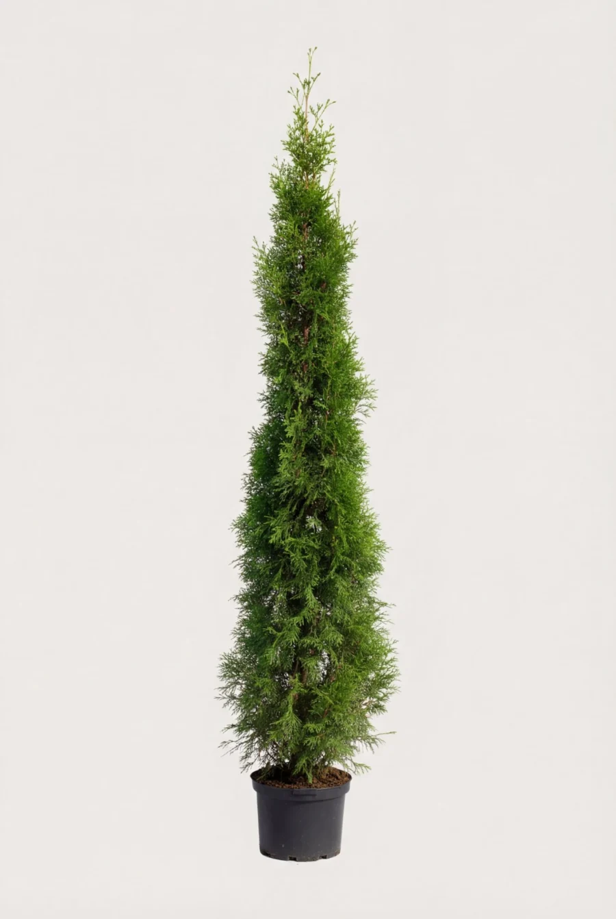 Thuja Smaragd häck Budget Pack i kruka 220-260cm - Ger omedelbar insynsskydd