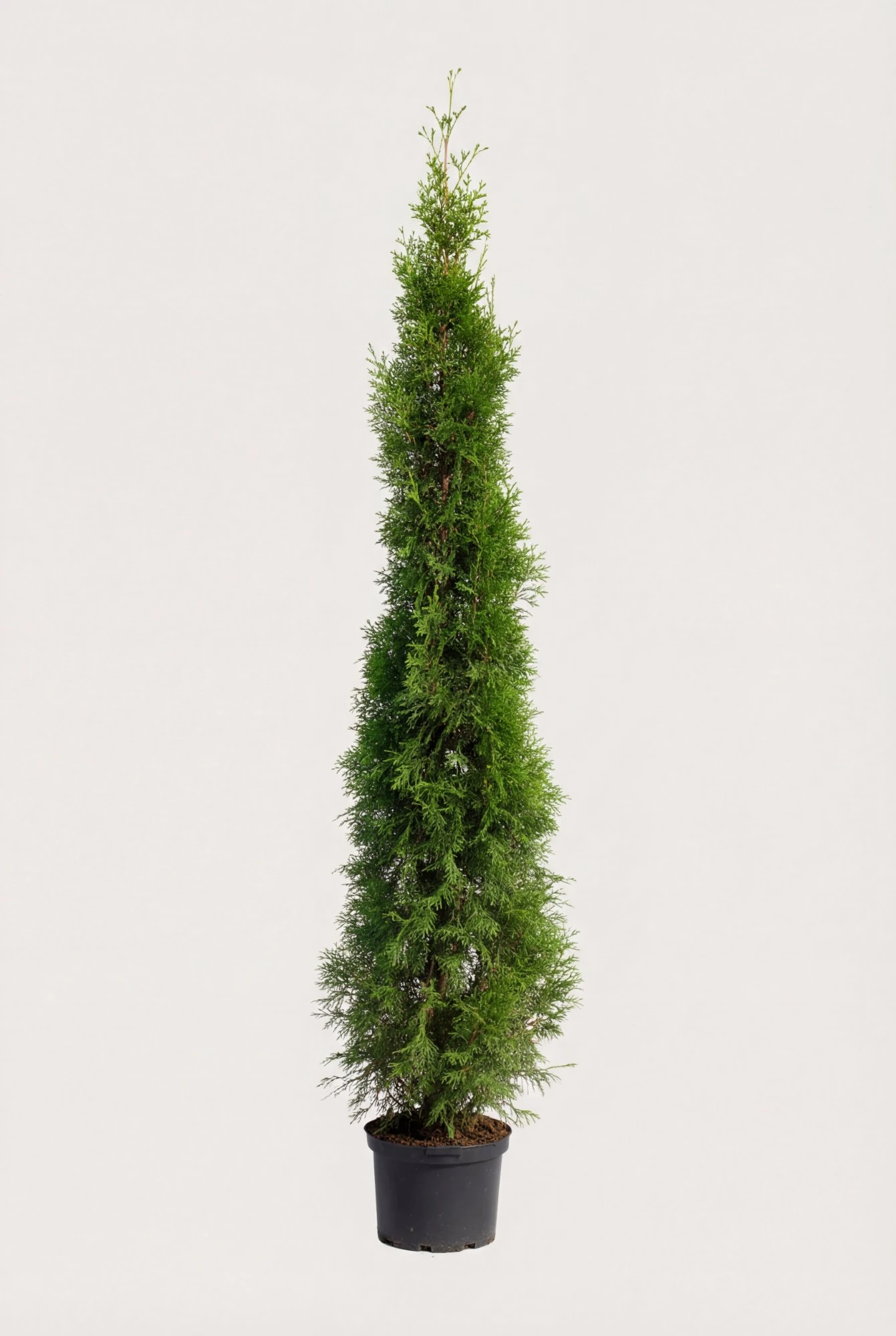 Thuja Smaragd häck Budget Pack i kruka 220-260cm - Ger omedelbar insynsskydd