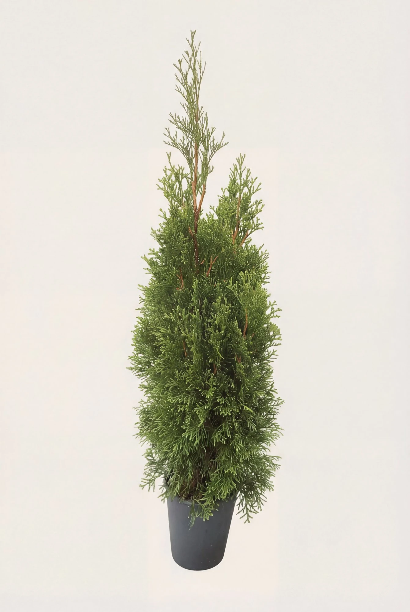 Thuja Smaragd häck Budget Pack i kruka 60-100cm - Ger omedelbar insynsskydd