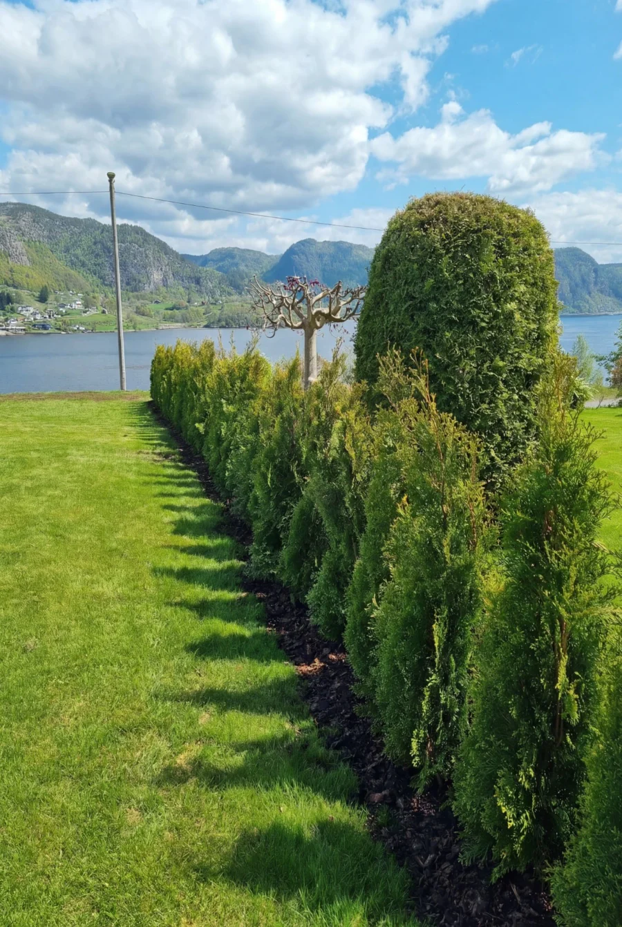 Thuja Smaragd Kruka 100-140cm Genius Pack - Bild 3