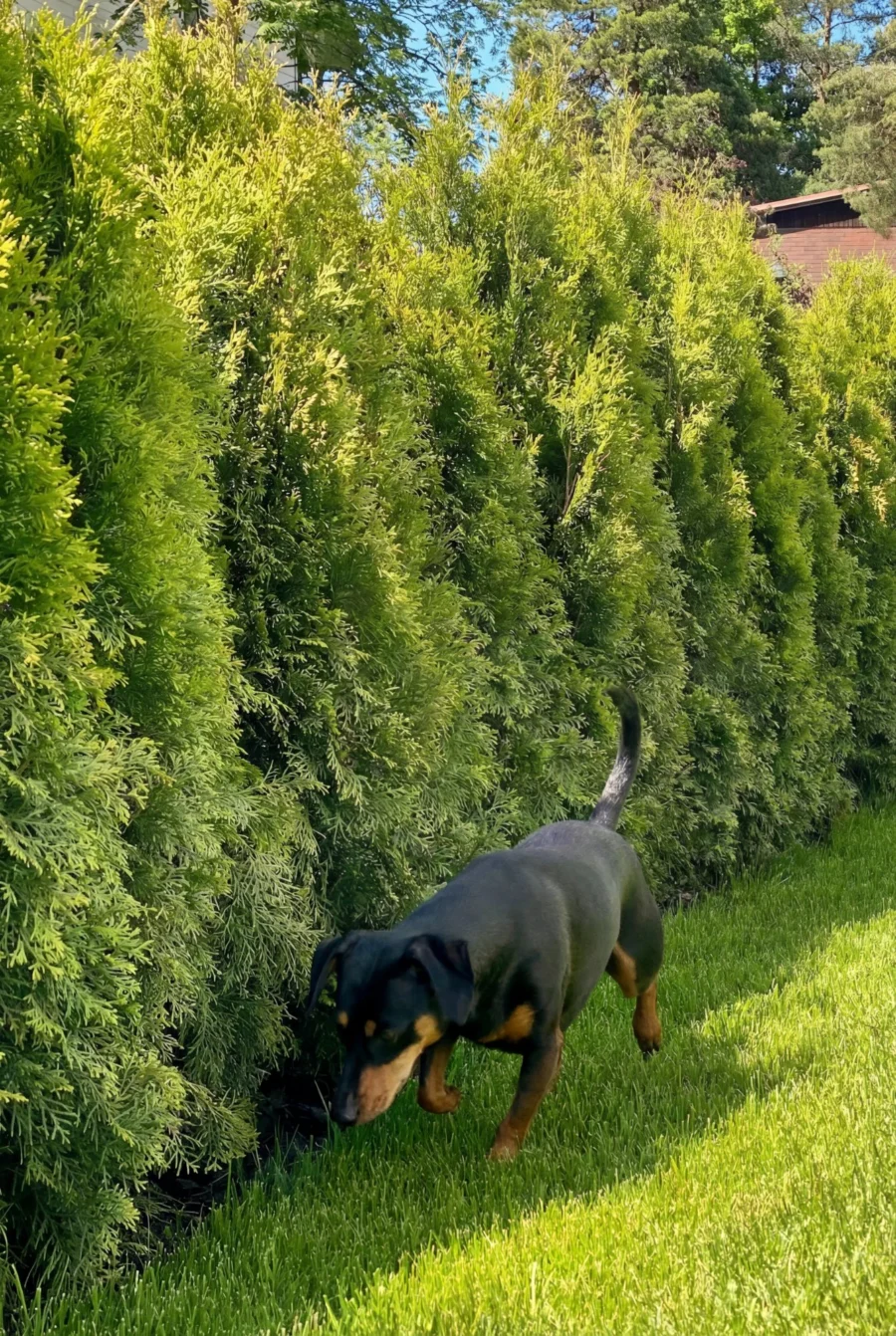 Thuja Smaragd Kruka 140-180cm Genius Pack - Bild 3