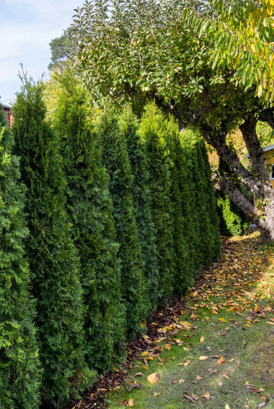 Thuja Smaragd Kruka 180-220cm Genius Pack - Bild 3