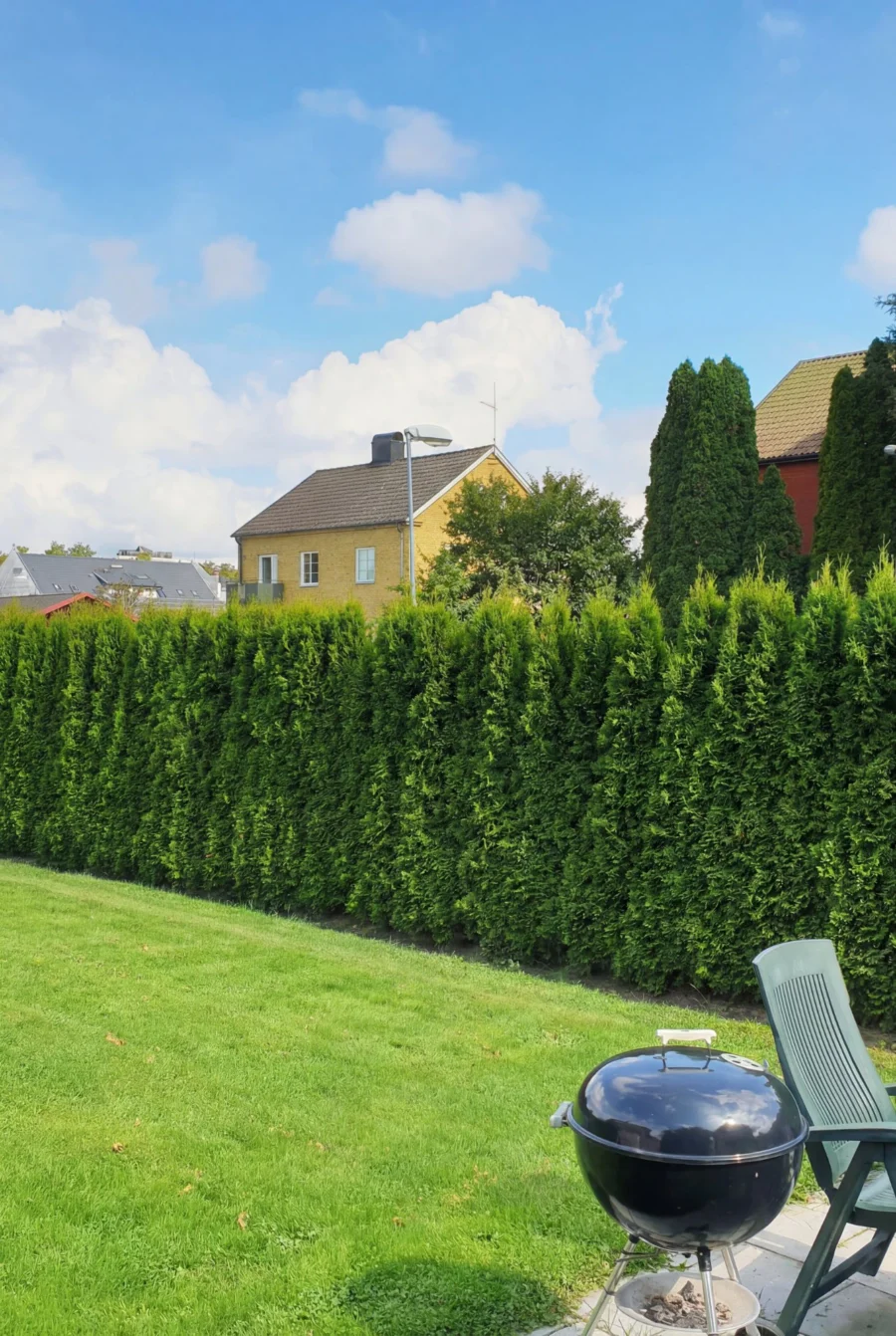 Thuja Smaragd Kruka 220-260cm Genius Pack - Bild 3