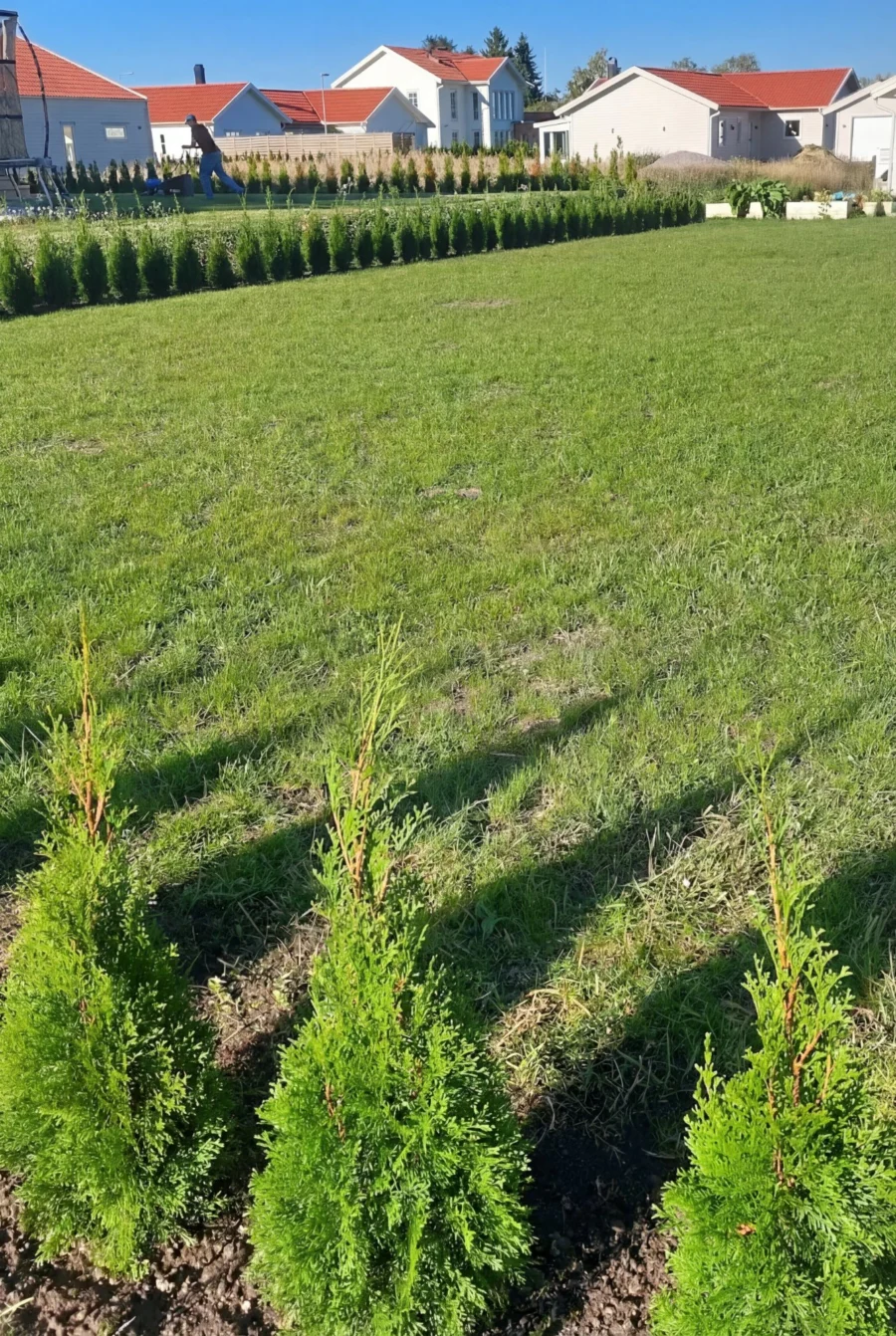 Thuja Smaragd Kruka 60-100cm Genius Pack - Bild 3